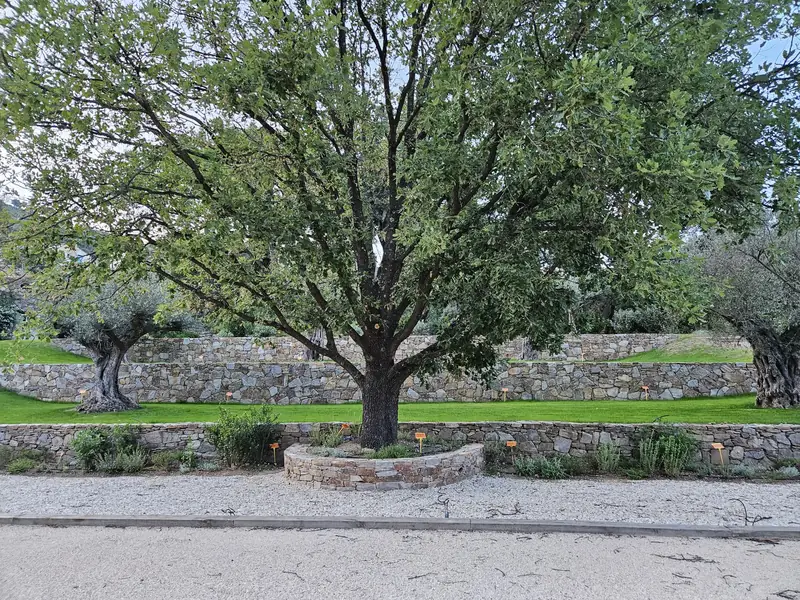 Murs en pierre sèche formant des restanques autour d’un chêne centenaire